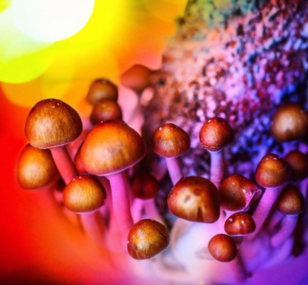 How Long Do Shrooms Last and Stay in Your System?