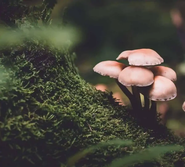 How Long Does it Take to Grow Magic Mushrooms?