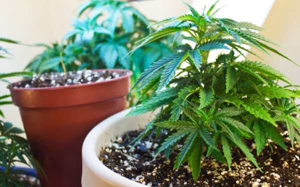 How long does a weed high last?