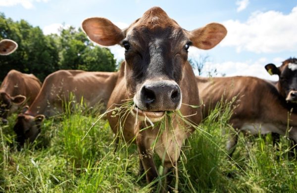 Cows eating grass pronunciation: How to pronounce Cows eating grass in English