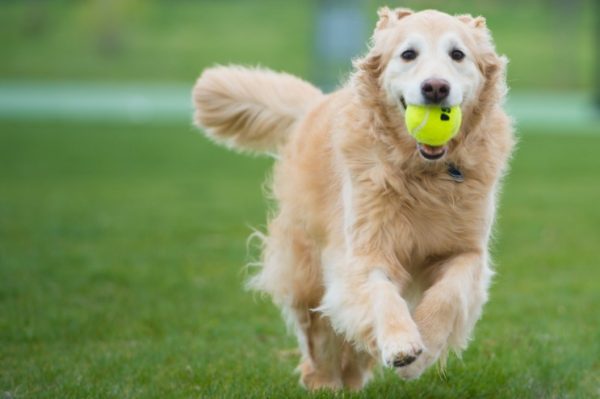 How to make your new dog feel comfortable in your home