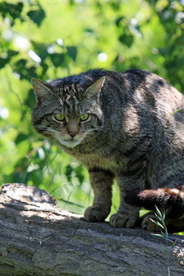 How to Train a Cat: The Ultimate Cat Training Guide