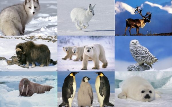 How to Care about Animals Princeton University Press