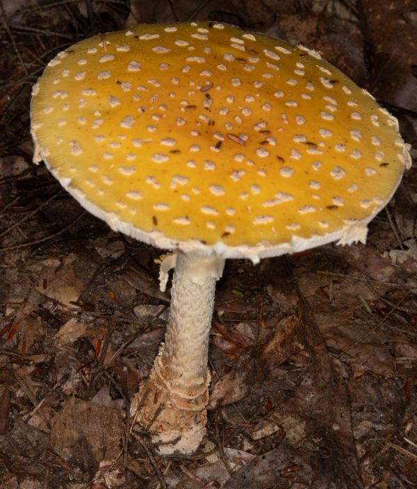 How to Grow Amanita Muscaria? A Step-by-Step Guide