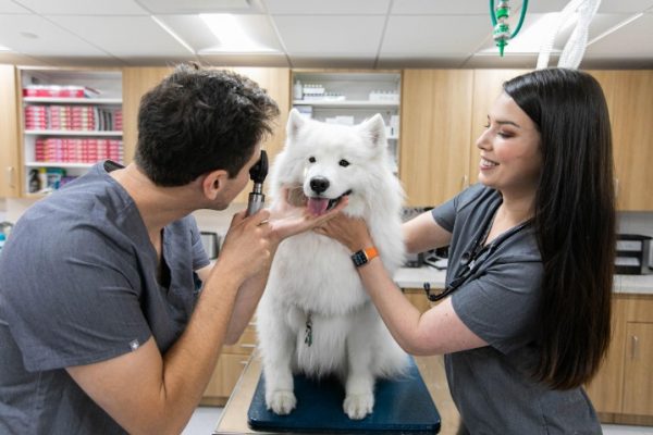 How to Know When Your Pet Needs Urgent Care Case Hospital