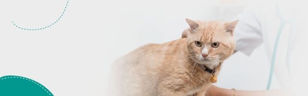 How to Prepare Your Pet for an Emergency Clinic Visit
