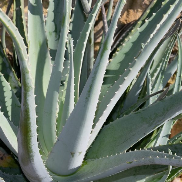 How To Propagate Aloe: A Complete Guide Steps + FAQs