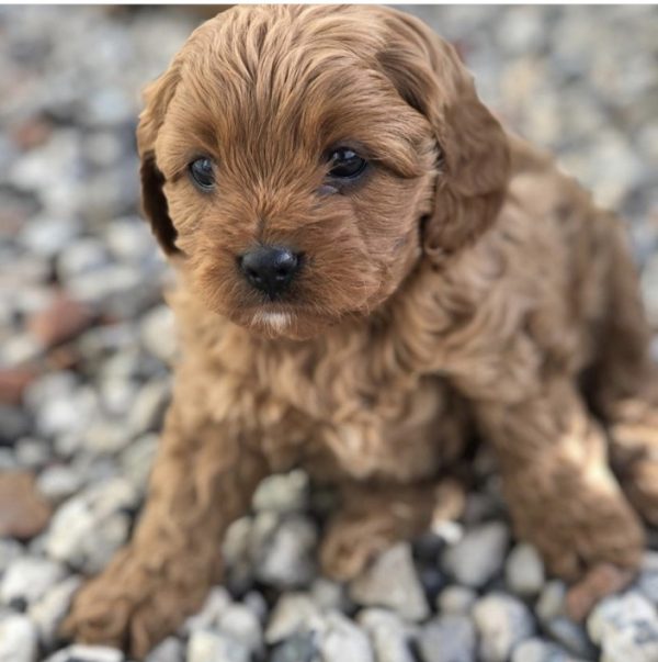 Find Your Furry Companion: Puppies for Sale