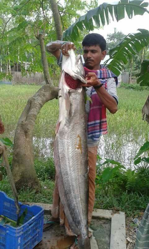 The Delightful Diversity of Bangladesh Fish: A Culinary Journey