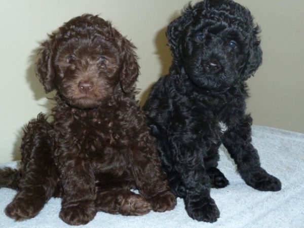 The Joy of Welcoming Barbet Puppies into Your Home