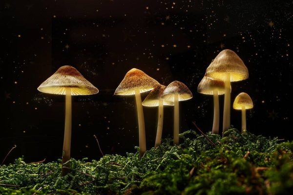 The Mystical World of Magic Mushrooms
