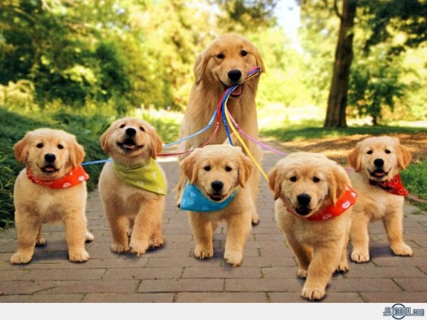 Exploring the Magic of Puppies