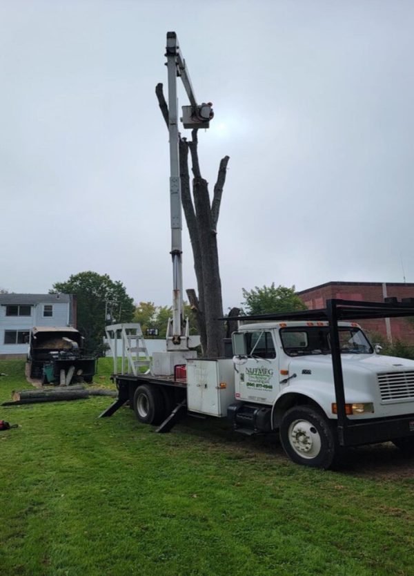 Elevate Your Landscape: Expert Tree Services in Monmouth County, NJ
