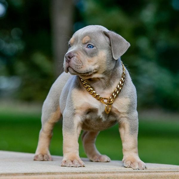Discover the Joy of Bringing Home Pitbull Puppies